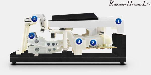 Responsive Hammer Lite digital piano action